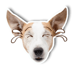 Jack Russel cutie and funny dog sticker #15563159