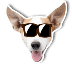 Jack Russel cutie and funny dog sticker #15563160