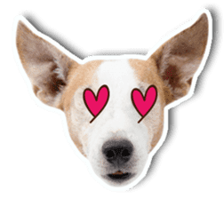 Jack Russel cutie and funny dog sticker #15563162