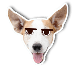 Jack Russel cutie and funny dog sticker #15563165