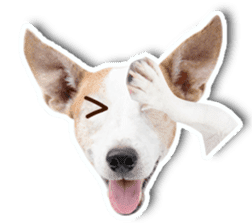 Jack Russel cutie and funny dog sticker #15563166