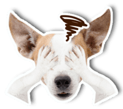 Jack Russel cutie and funny dog sticker #15563167