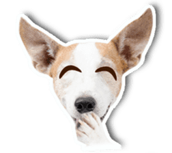 Jack Russel cutie and funny dog sticker #15563168