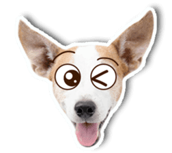 Jack Russel cutie and funny dog sticker #15563171