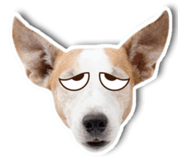 Jack Russel cutie and funny dog sticker #15563172