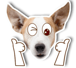 Jack Russel cutie and funny dog sticker #15563173