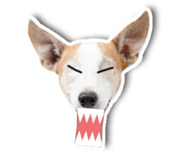 Jack Russel cutie and funny dog sticker #15563174
