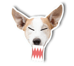 Jack Russel cutie and funny dog sticker #15563174