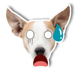 Jack Russel cutie and funny dog sticker #15563175