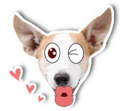 Jack Russel cutie and funny dog sticker #15563176