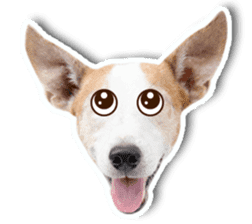 Jack Russel cutie and funny dog sticker #15563177