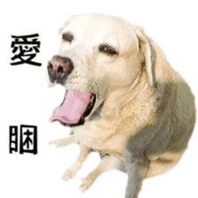 Duoduo's daily life sticker #15570524