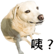 Duoduo's daily life sticker #15570525