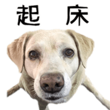 Duoduo's daily life sticker #15570527