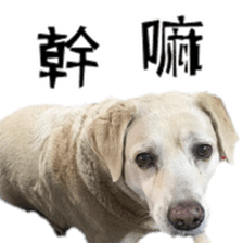 Duoduo's daily life sticker #15570528