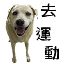 Duoduo's daily life sticker #15570529