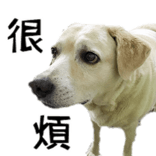 Duoduo's daily life sticker #15570531