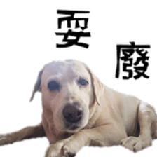 Duoduo's daily life sticker #15570535