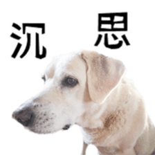 Duoduo's daily life sticker #15570536