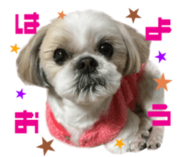 Real DOG Shih Tzu sticker #15572074