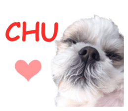 Real DOG Shih Tzu sticker #15572075