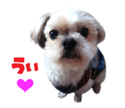 Real DOG Shih Tzu sticker #15572076
