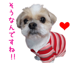 Real DOG Shih Tzu sticker #15572077