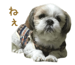 Real DOG Shih Tzu sticker #15572078