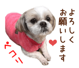 Real DOG Shih Tzu sticker #15572079