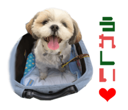 Real DOG Shih Tzu sticker #15572080