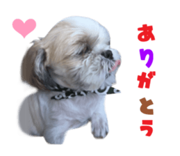 Real DOG Shih Tzu sticker #15572081
