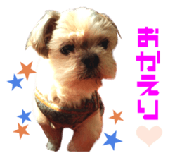 Real DOG Shih Tzu sticker #15572082