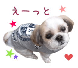Real DOG Shih Tzu sticker #15572083