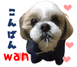 Real DOG Shih Tzu sticker #15572084