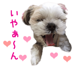 Real DOG Shih Tzu sticker #15572085