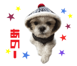 Real DOG Shih Tzu sticker #15572086