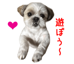 Real DOG Shih Tzu sticker #15572087