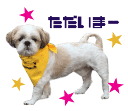 Real DOG Shih Tzu sticker #15572088