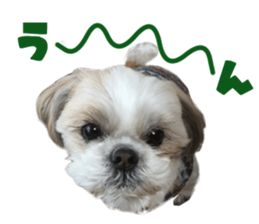 Real DOG Shih Tzu sticker #15572089