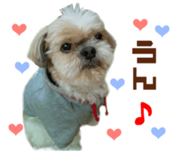 Real DOG Shih Tzu sticker #15572090