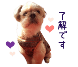 Real DOG Shih Tzu sticker #15572091