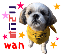 Real DOG Shih Tzu sticker #15572092