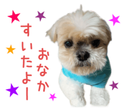 Real DOG Shih Tzu sticker #15572093