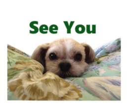 Real DOG Shih Tzu sticker #15572094