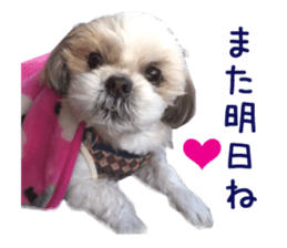Real DOG Shih Tzu sticker #15572095