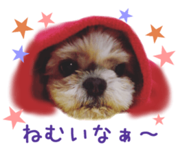 Real DOG Shih Tzu sticker #15572096