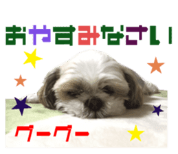 Real DOG Shih Tzu sticker #15572097