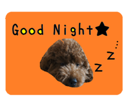 Toy poodle the Muck simple sticker sticker #15572475