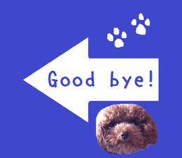 Toy poodle the Muck simple sticker sticker #15572483