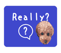 Toy poodle the Muck simple sticker sticker #15572484